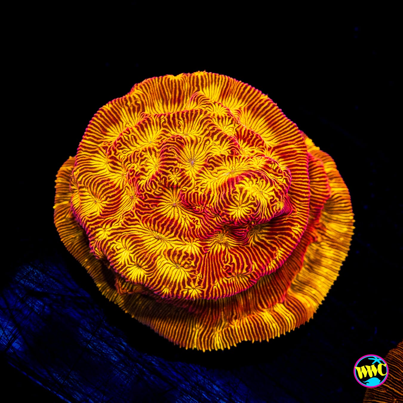 WWC Tan Lady Leptoseris