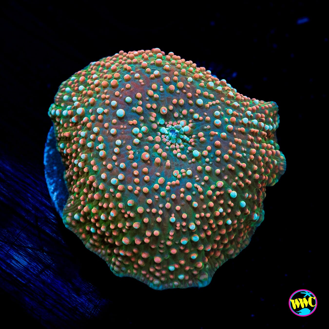Golden Iguana Disco Mushroom