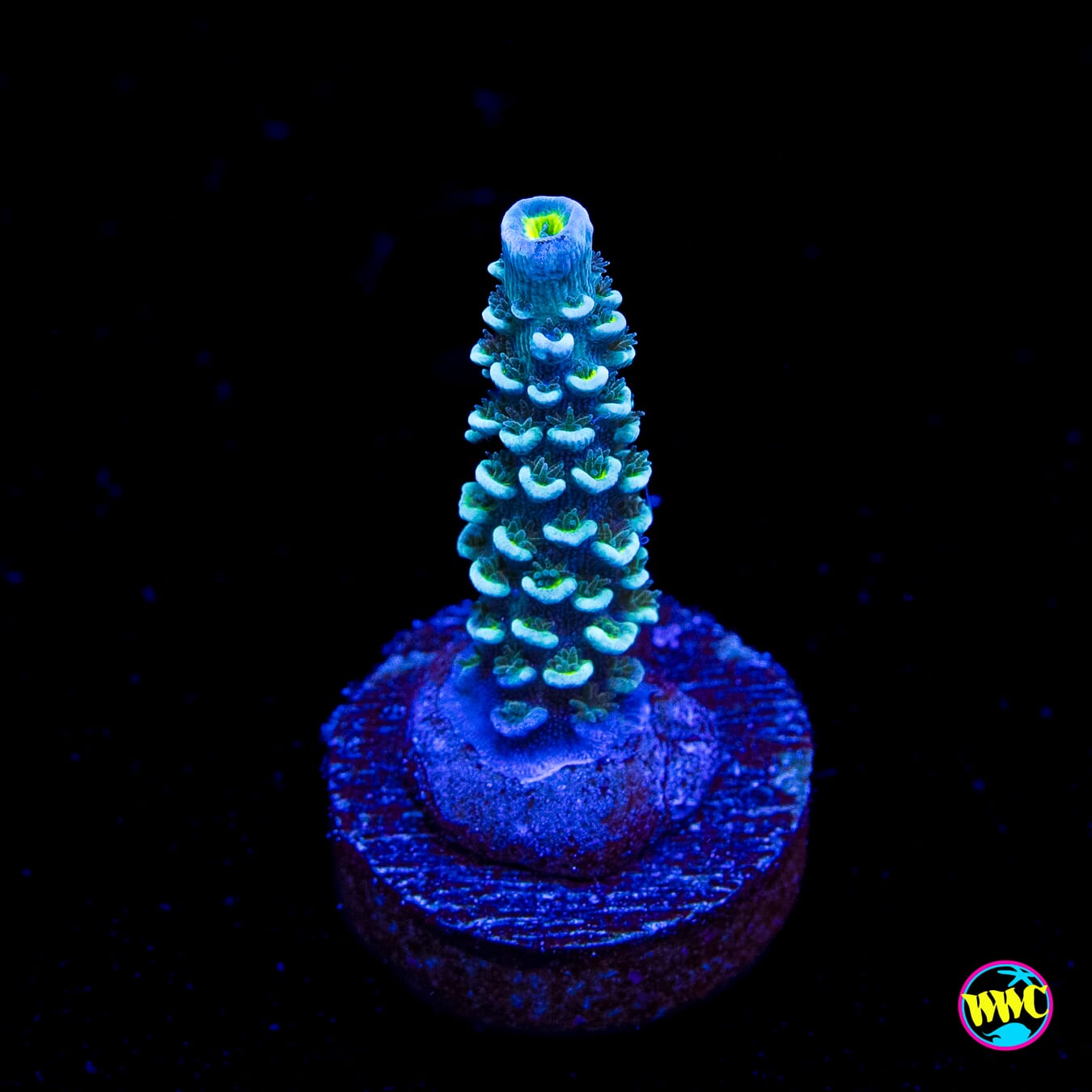 Man on the Moon Hoeksemai Acropora