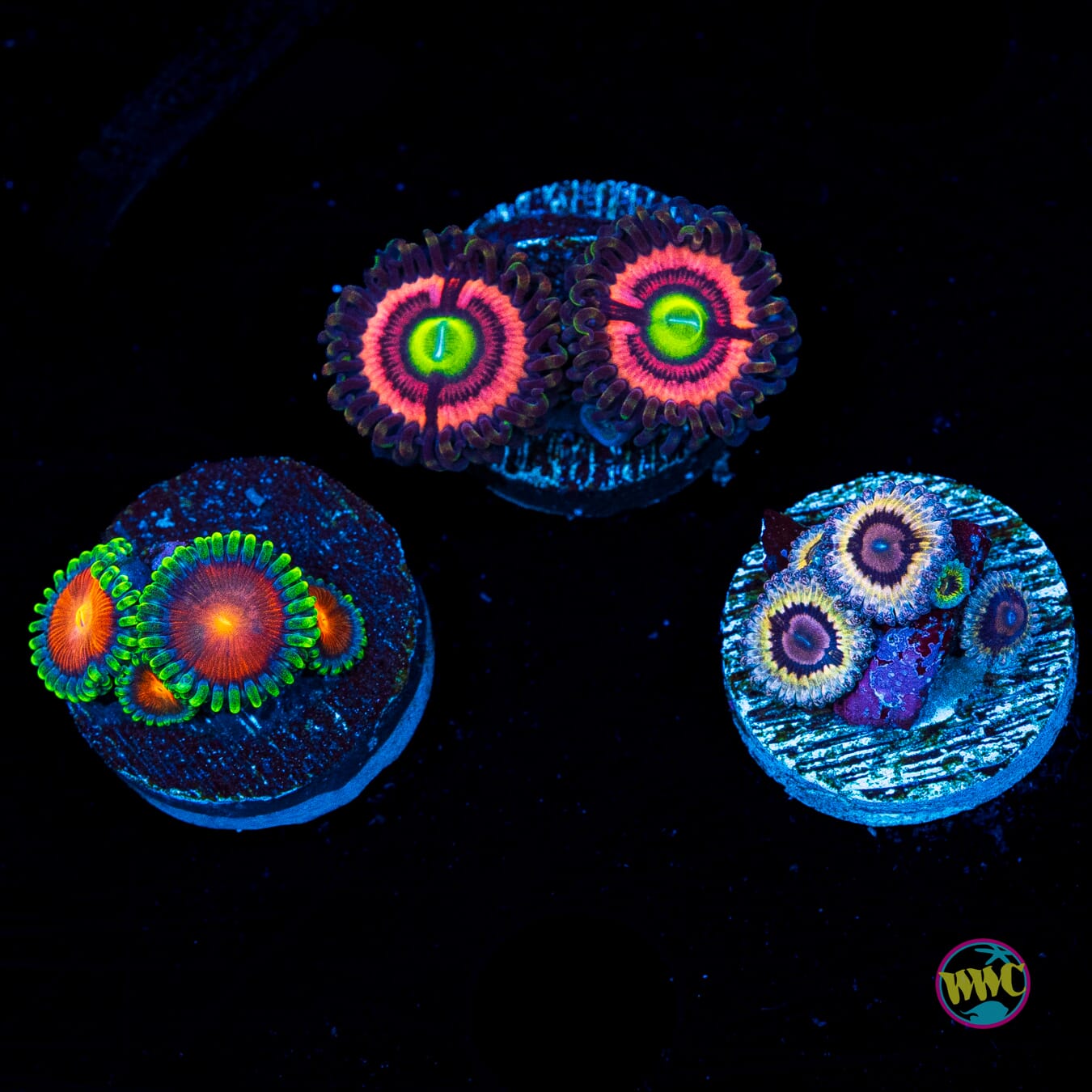 WYSIWYG Pack 1 Zoanthids