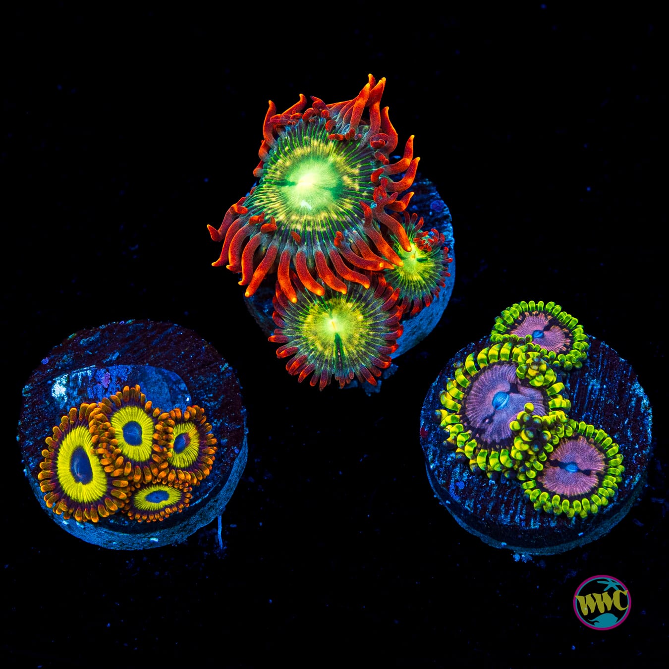WYSIWYG Pack 2 Zoanthids