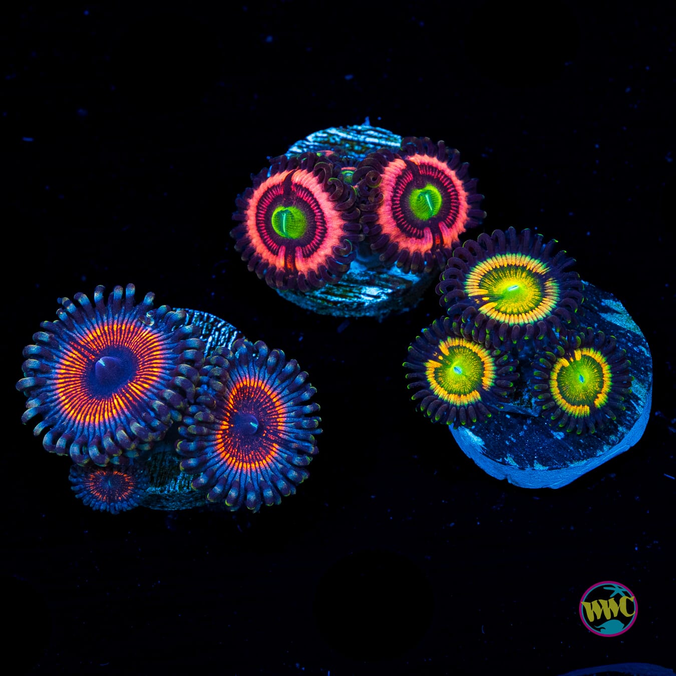 WYSIWYG Pack 3 Zoanthids