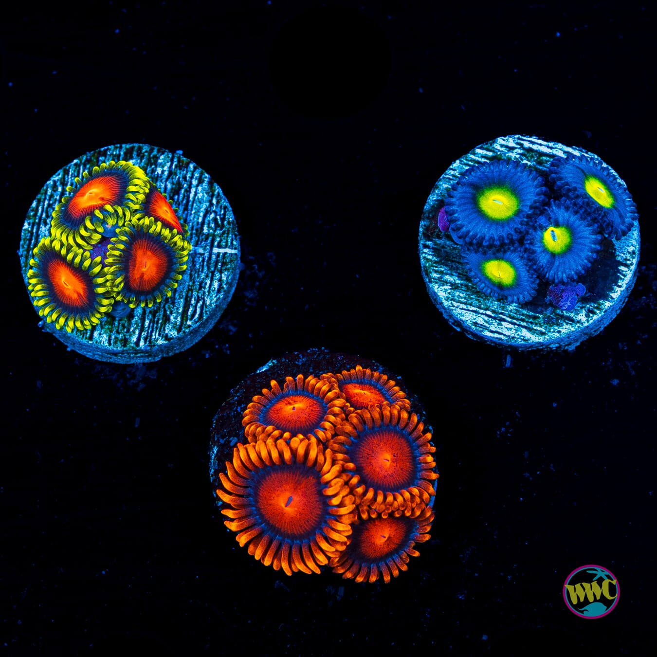 WYSIWYG Pack 5 Zoanthids