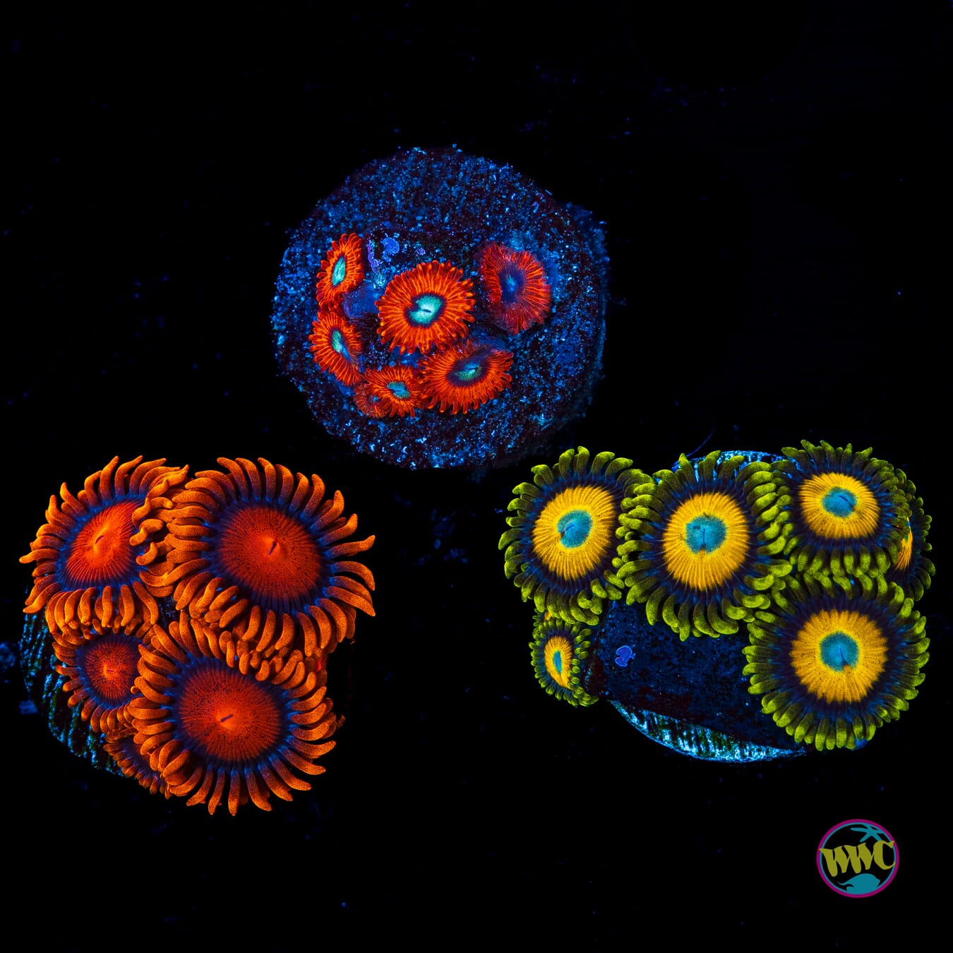 WYSIWYG Pack 8 Zoanthids