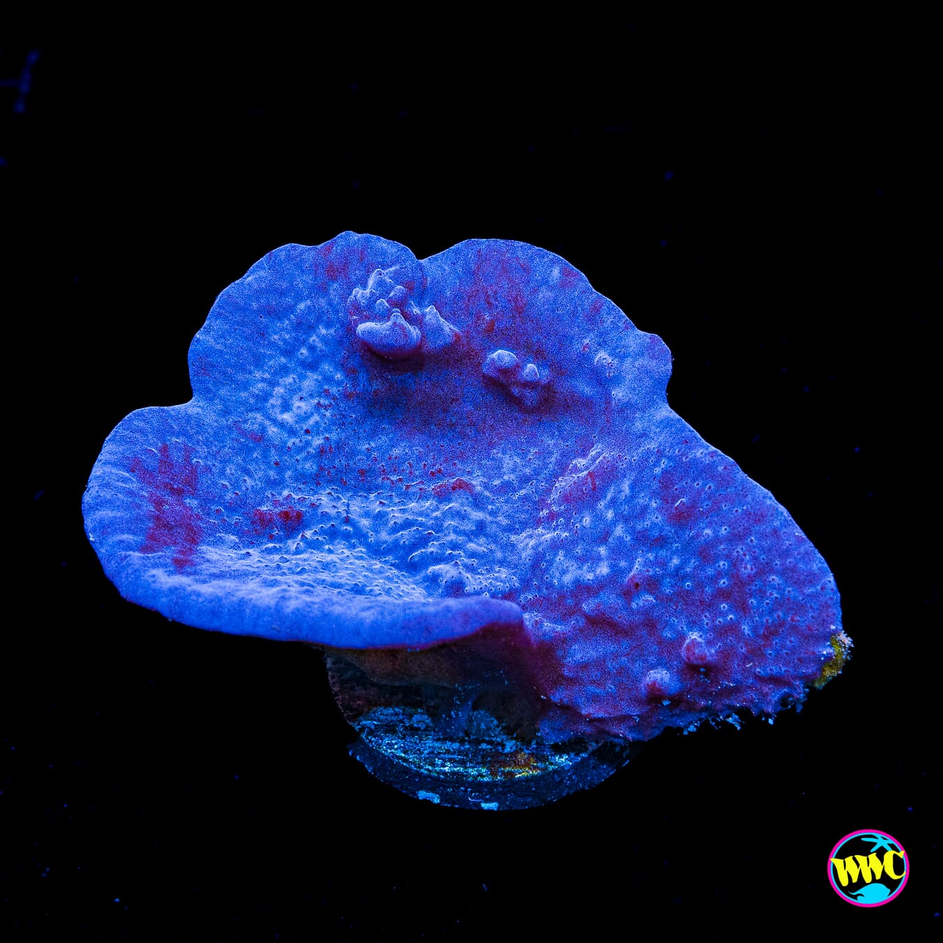 Purple Plating Sponge