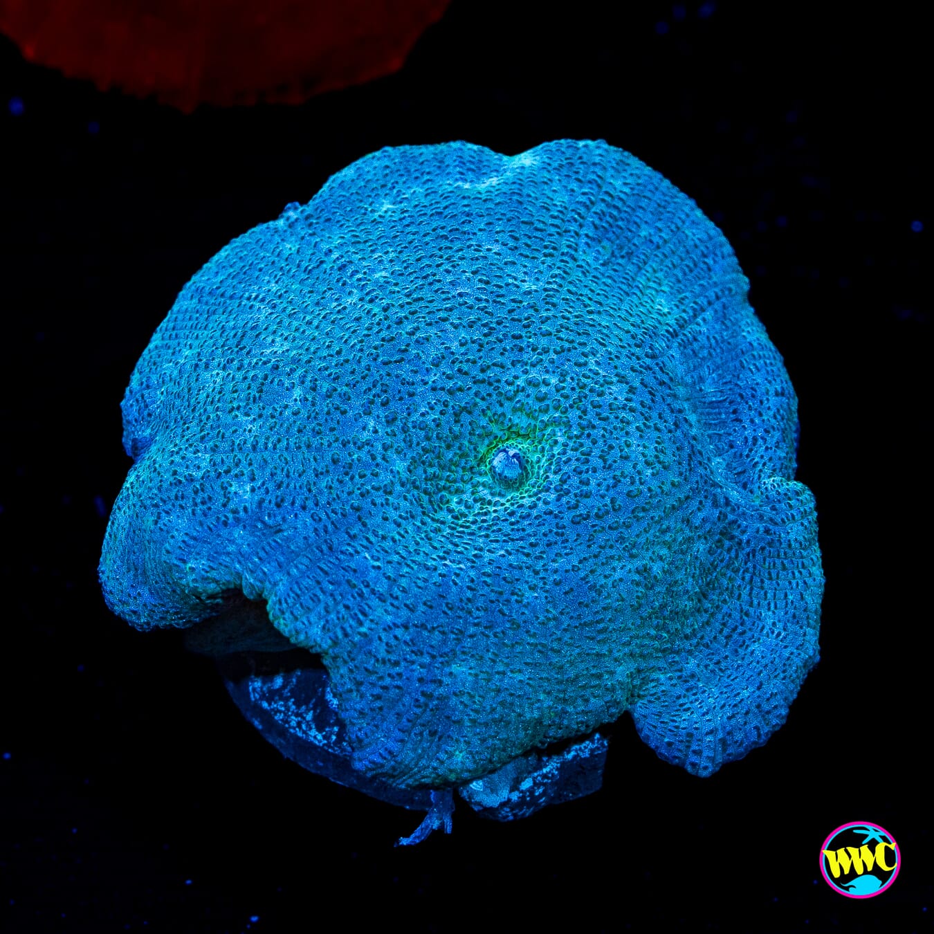 Fresh Cut Grass Disco Mushroom