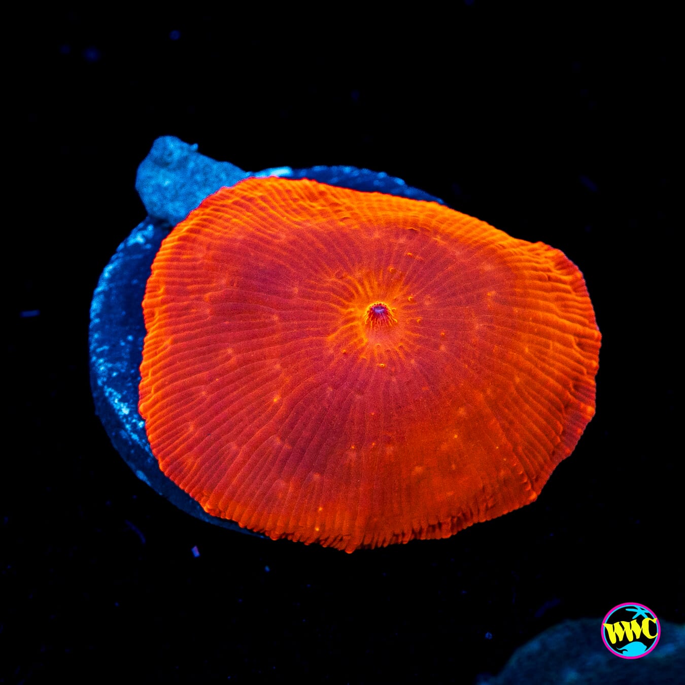 WWC King Tut Disco Mushroom