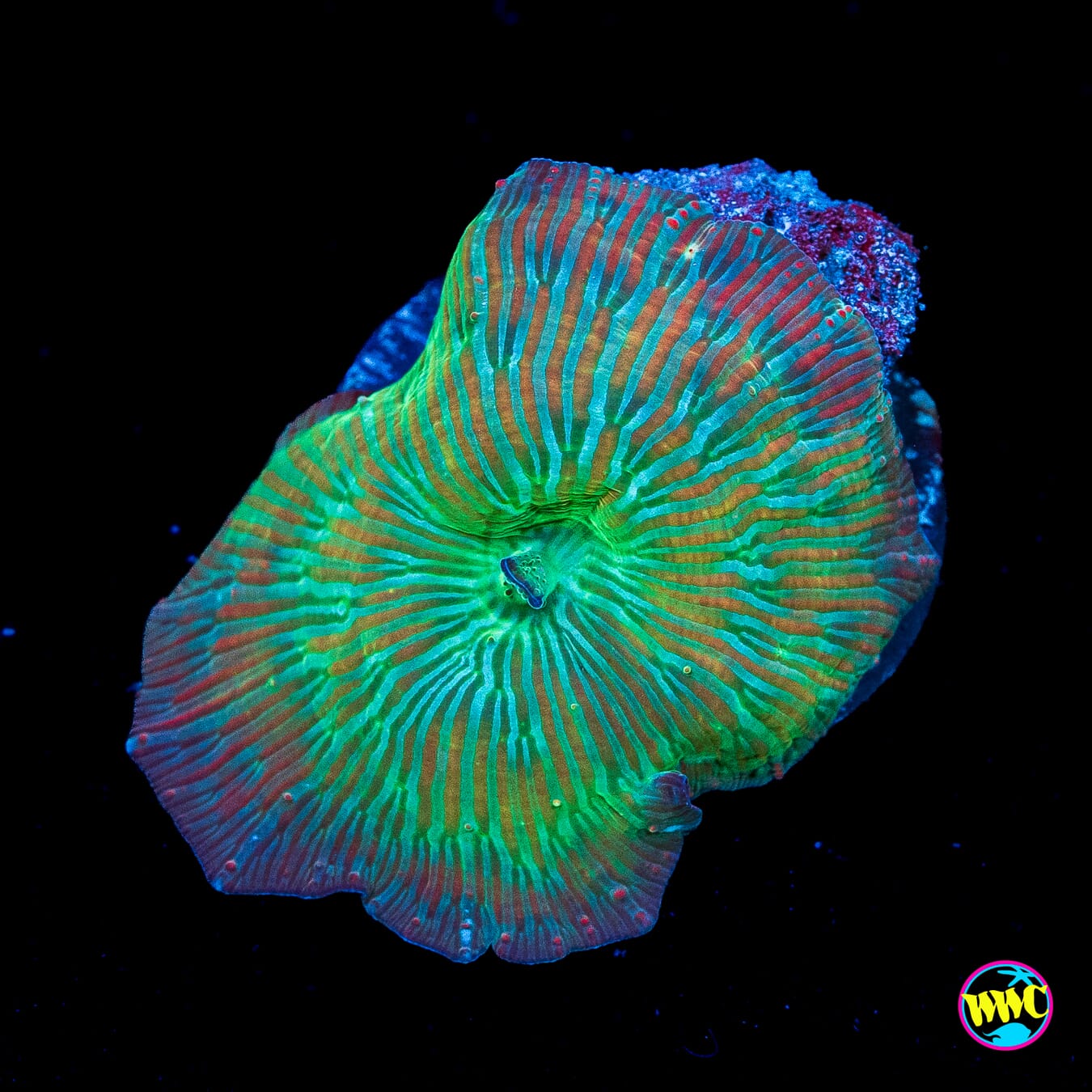 Red Zebra Disco Mushroom