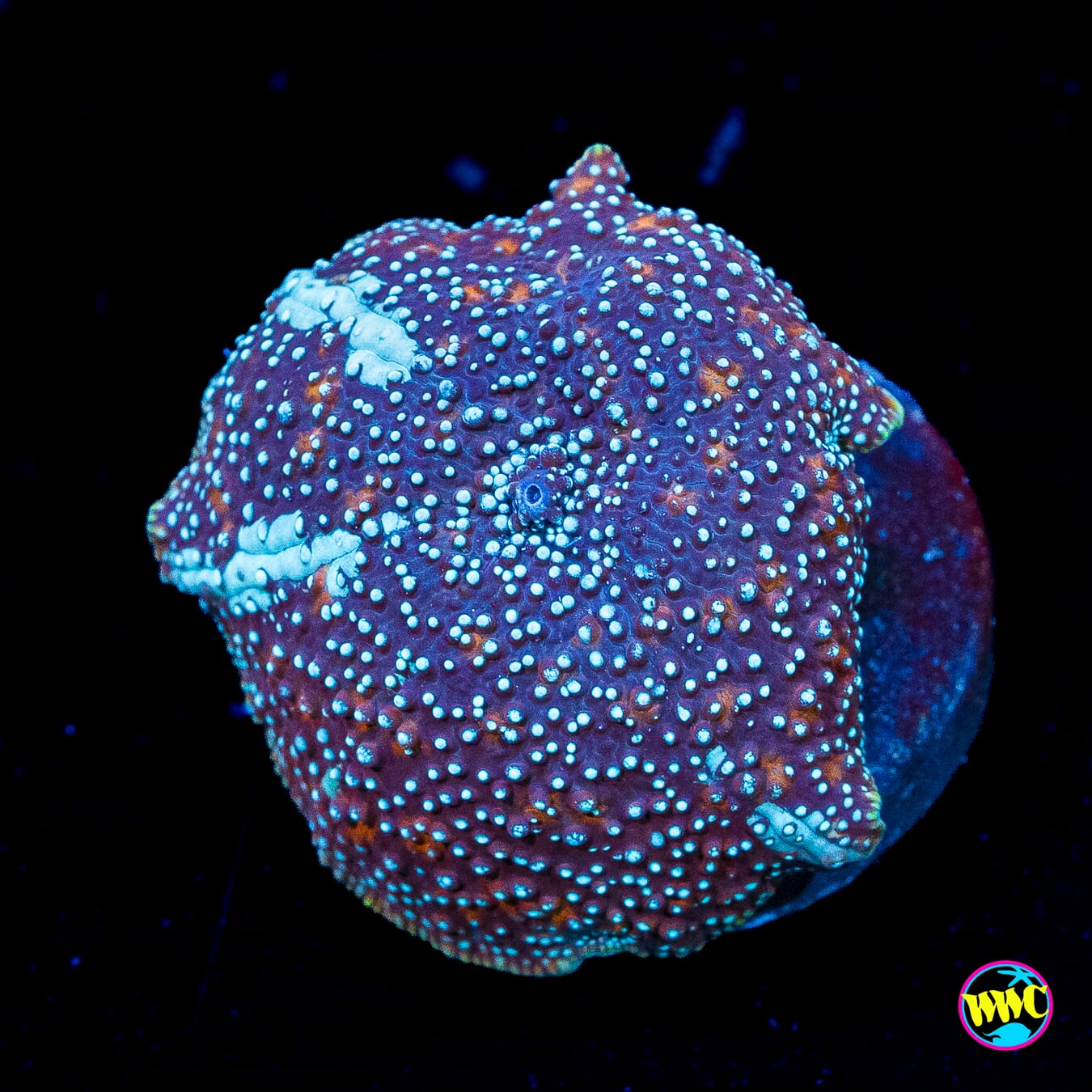 Iceman Disco Mushroom