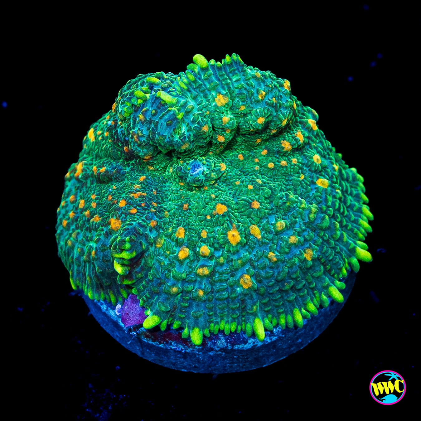 Limeade Rhodactis Mushroom