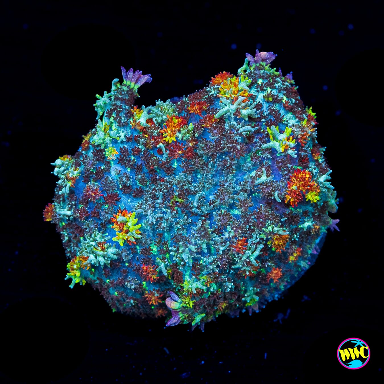 Kaleidoscope Carpet Mushroom