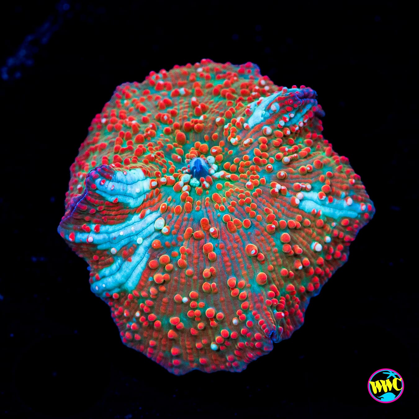 Red Interstellar Mushroom