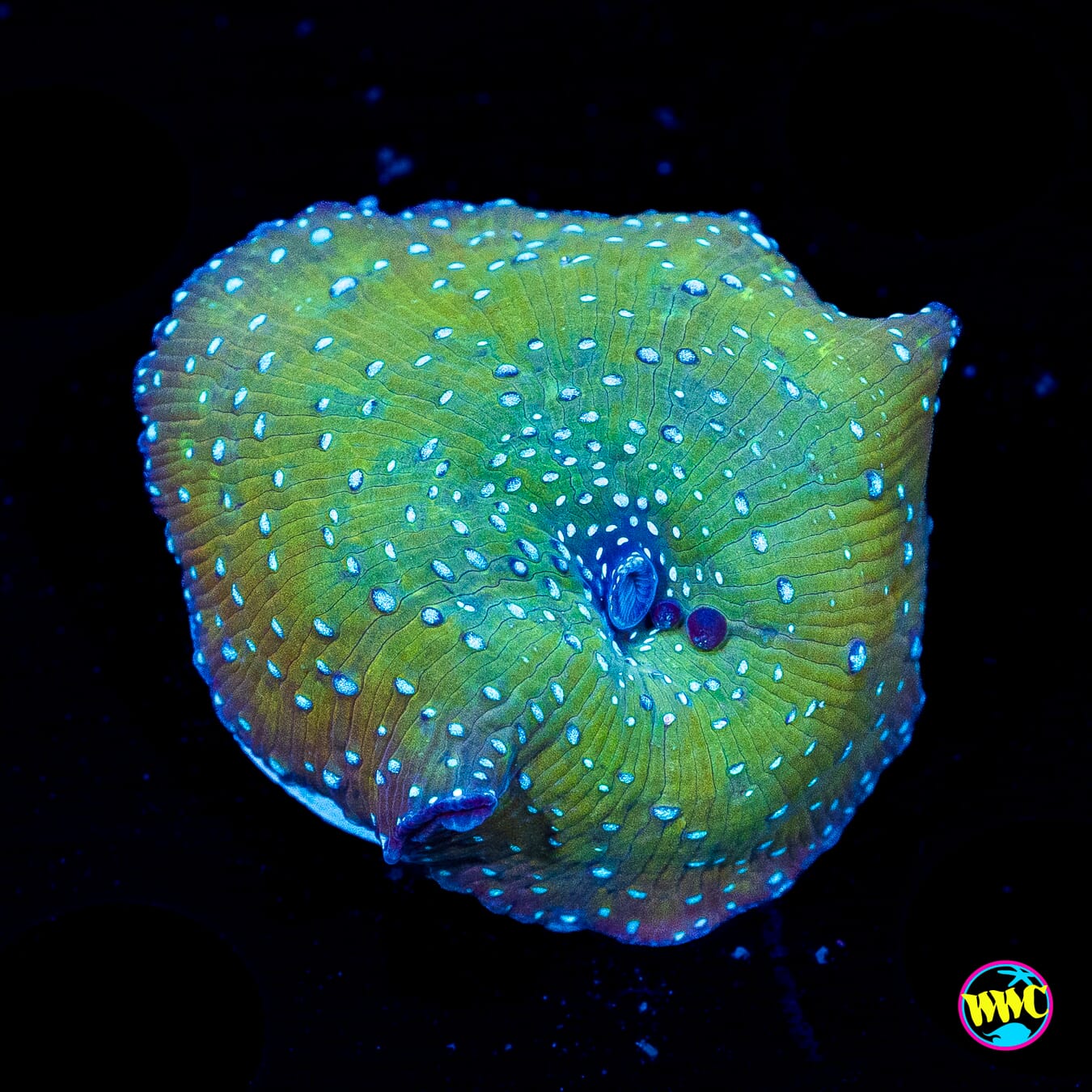 Star Storm Disco Mushroom