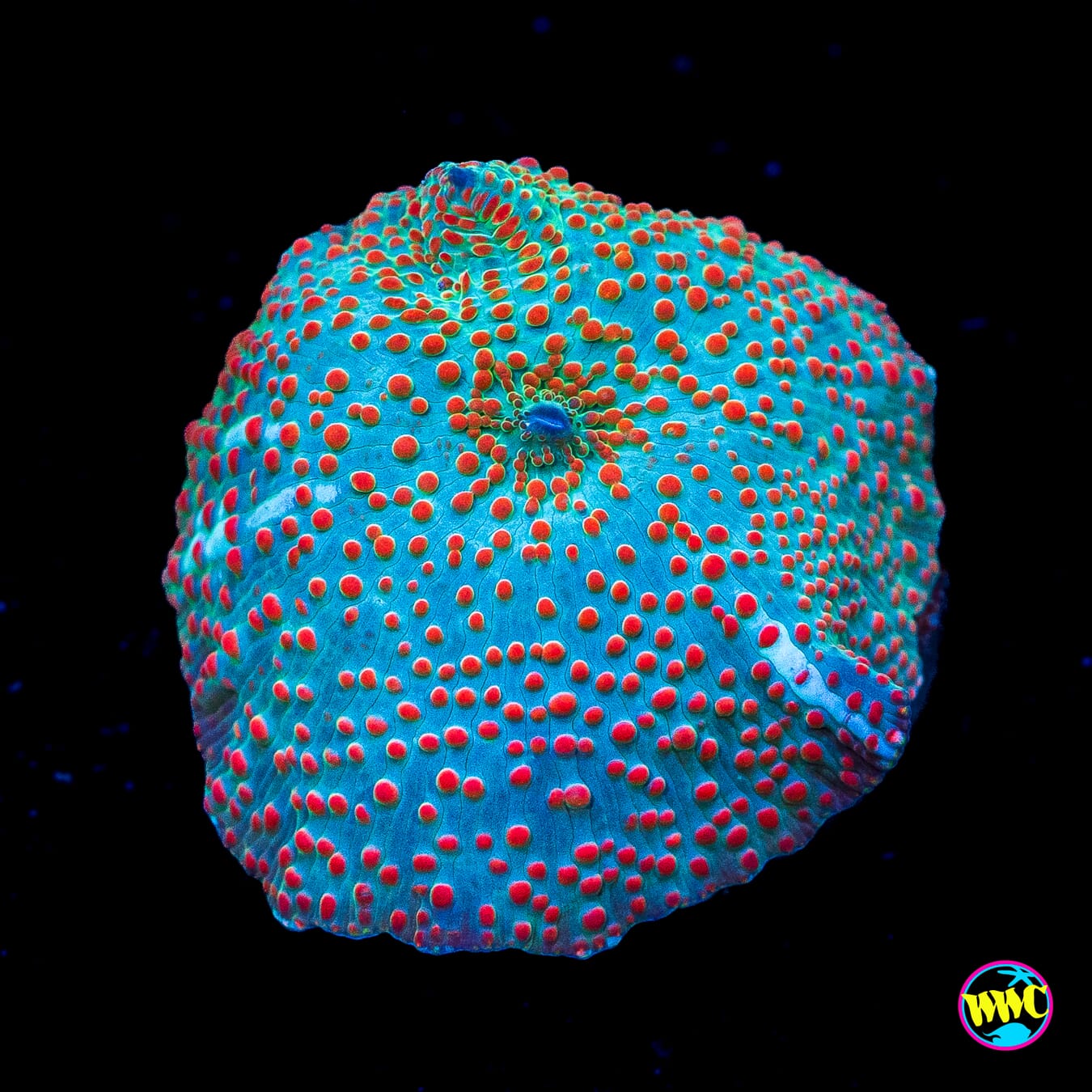 Frog Juice Disco Mushroom