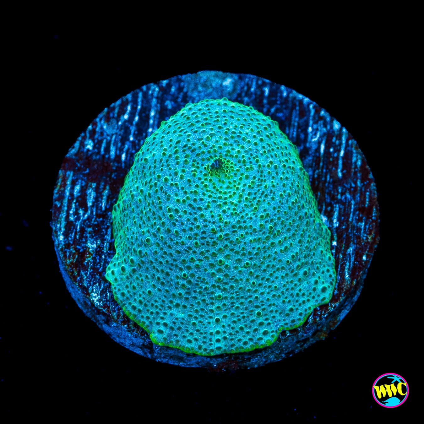 Fresh Cut Grass Disco Mushroom