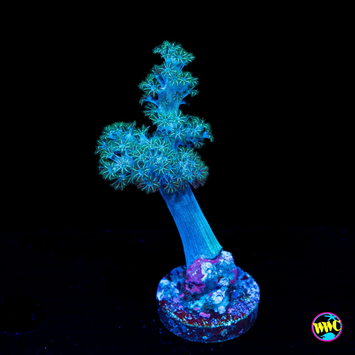 WWC Solomon Hairy Leather