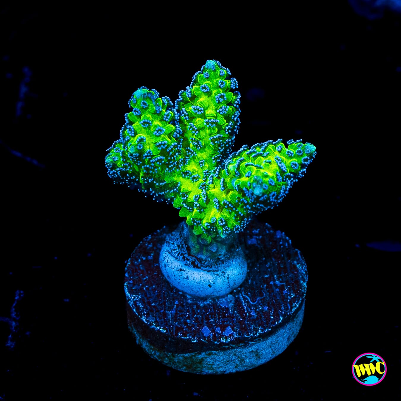 R66 Queensland Sizzler Birdsnest