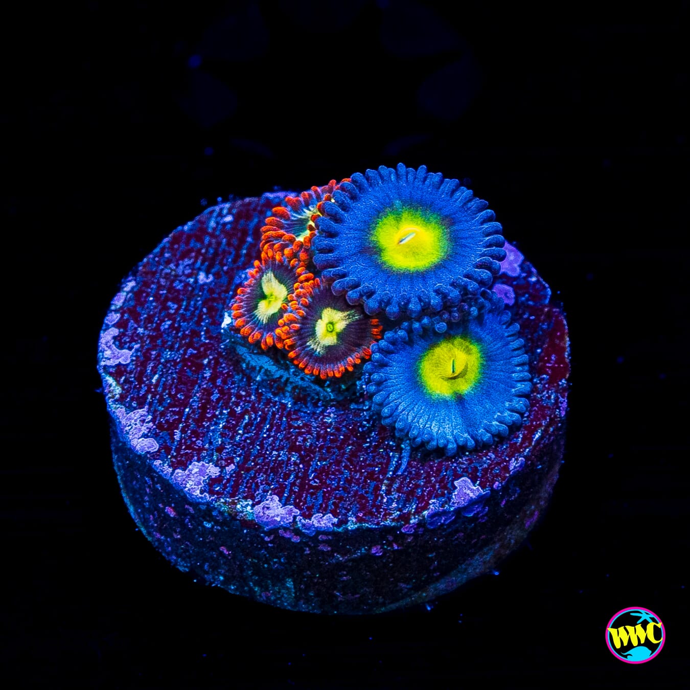 WWC Combo AOI and Alpha Omega Zoanthids