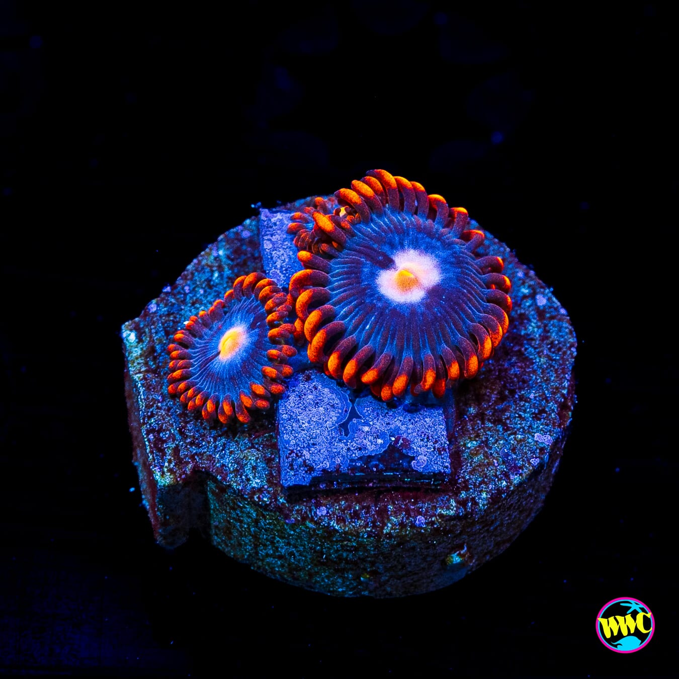 WWC Dynamite Zoanthids