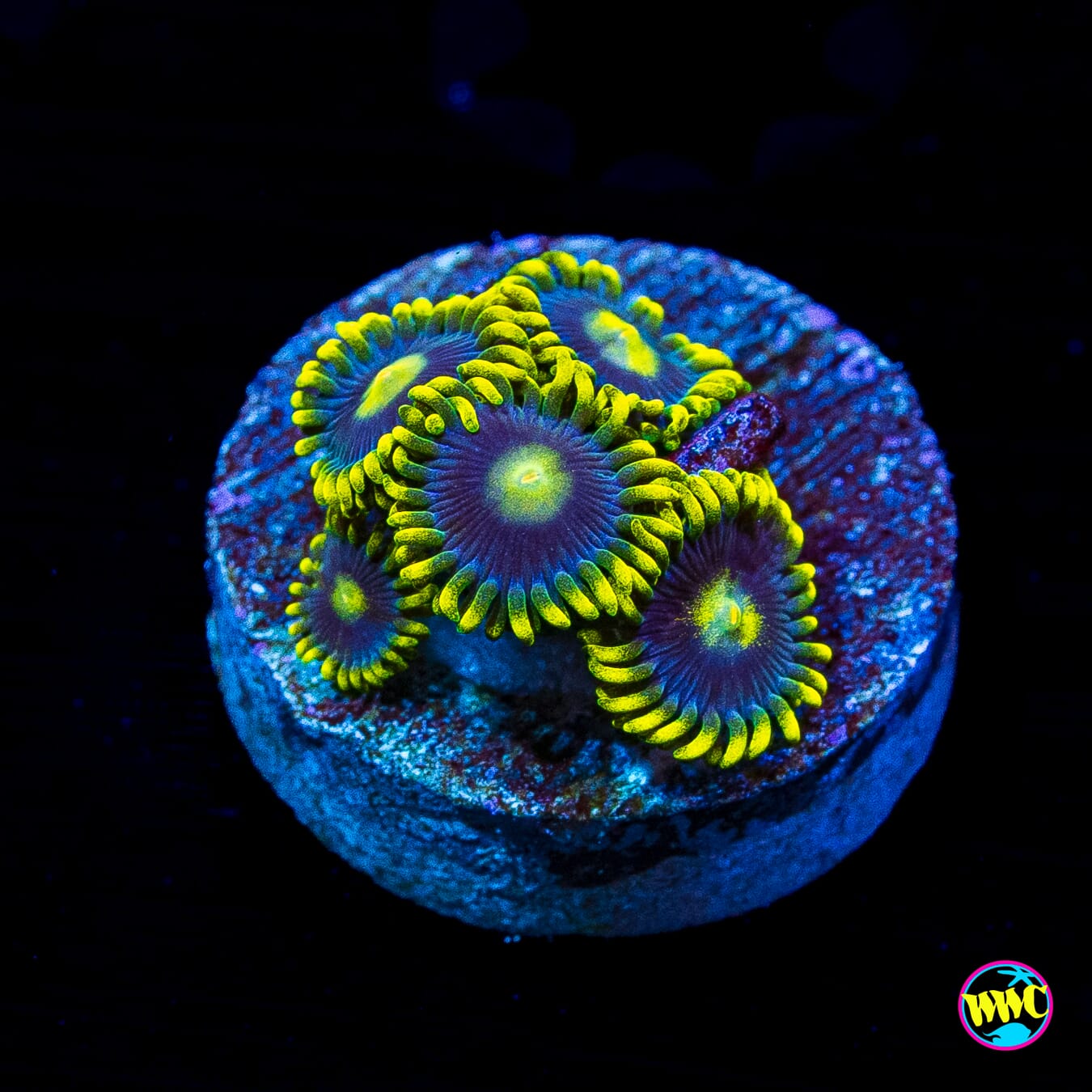 WWC Sunbeam Shuriken Zoanthids