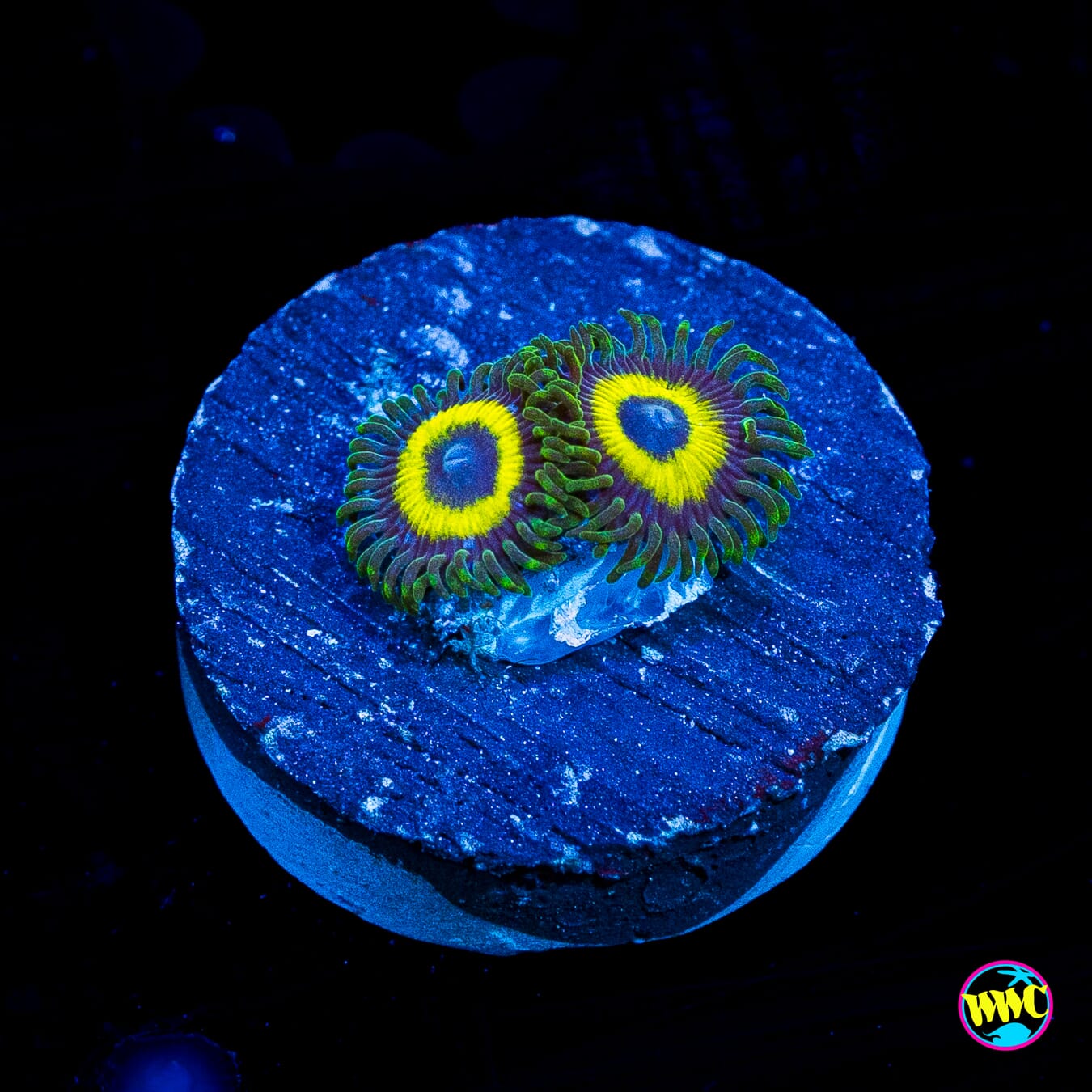 WWC Yellow Submarine Zoanthids