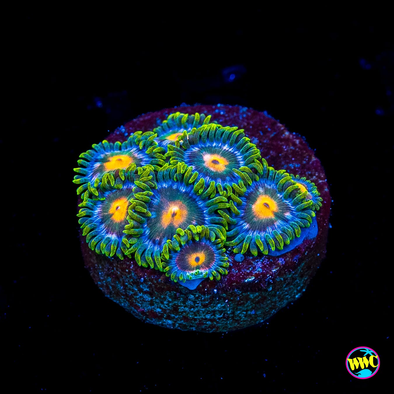 Blue Pinwheel Zoanthids