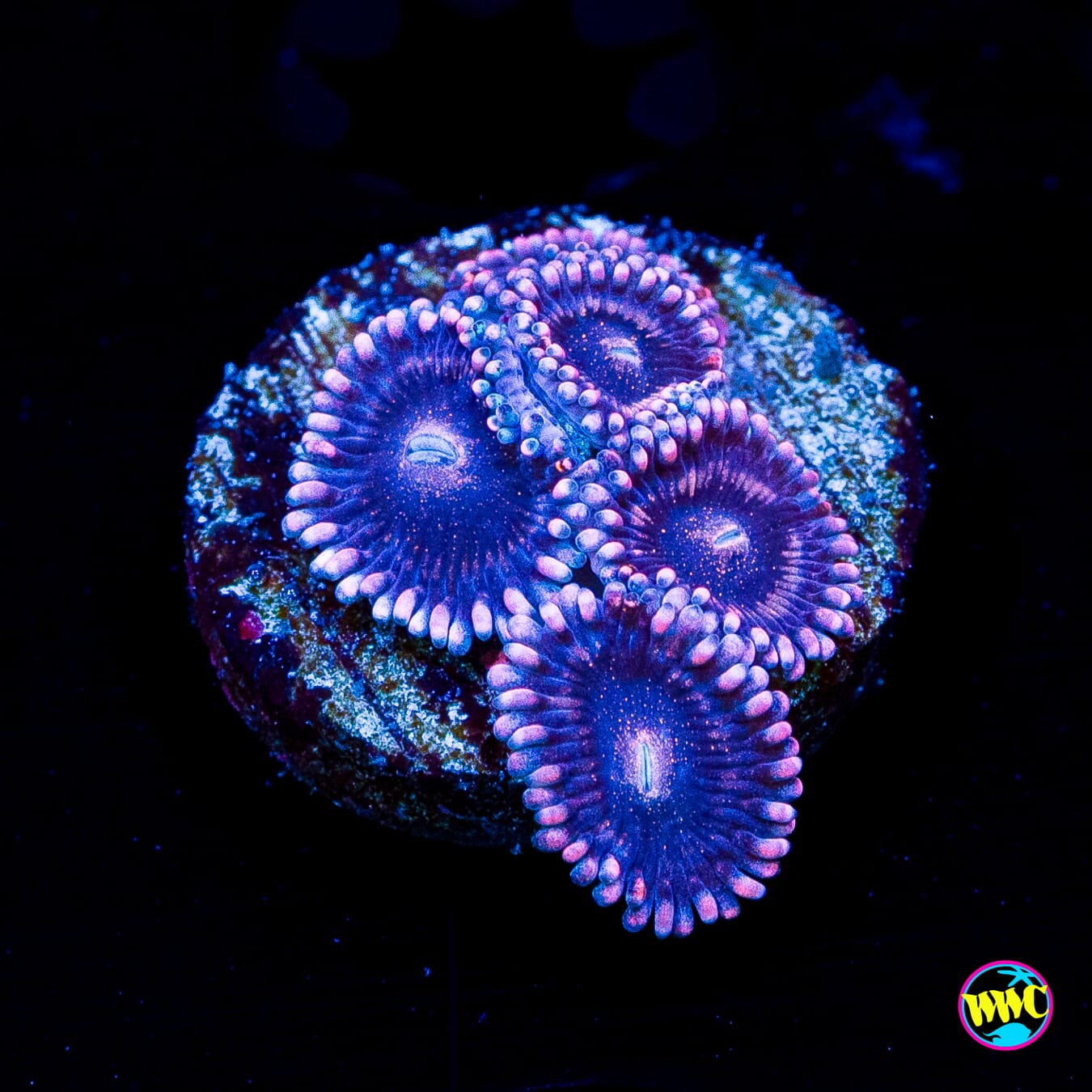 WWC Laffee Taffee Zoanthids