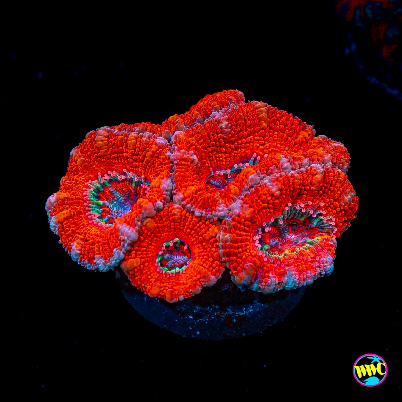 Lava Pool Aussie Lord