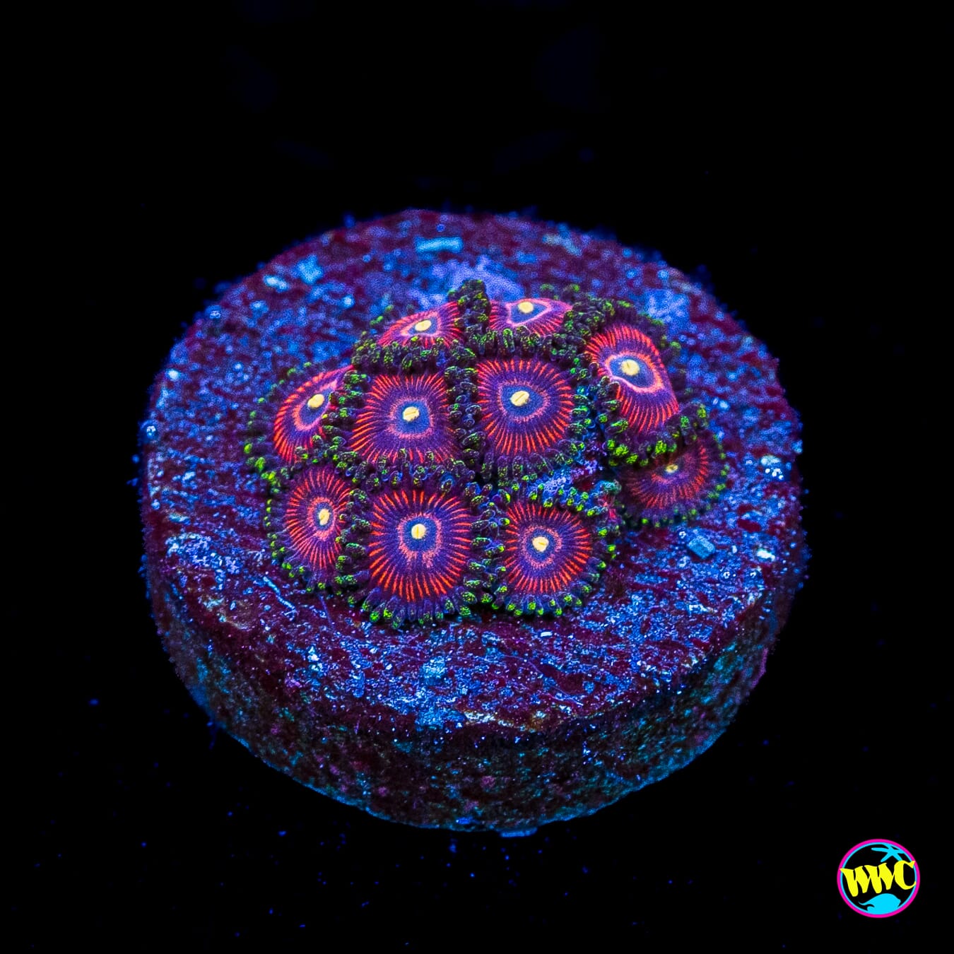 WWC Mini Me Zoanthids