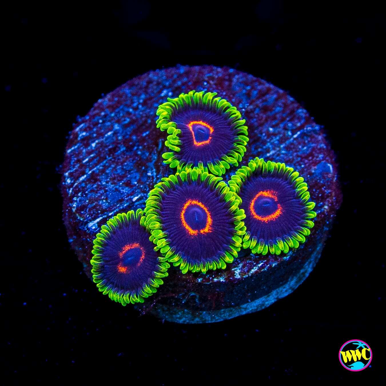 WWC Evil Heart Zoanthids
