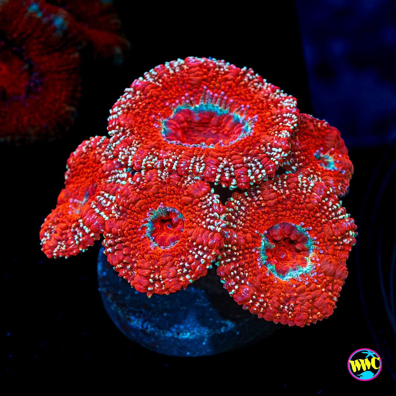 Metal Gear Aussie Lord