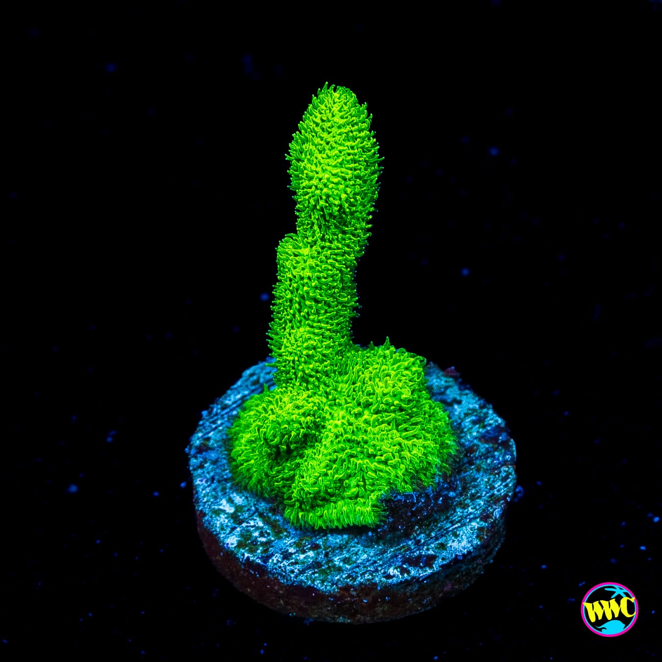 ORA Kelly Green Branching Psammocora