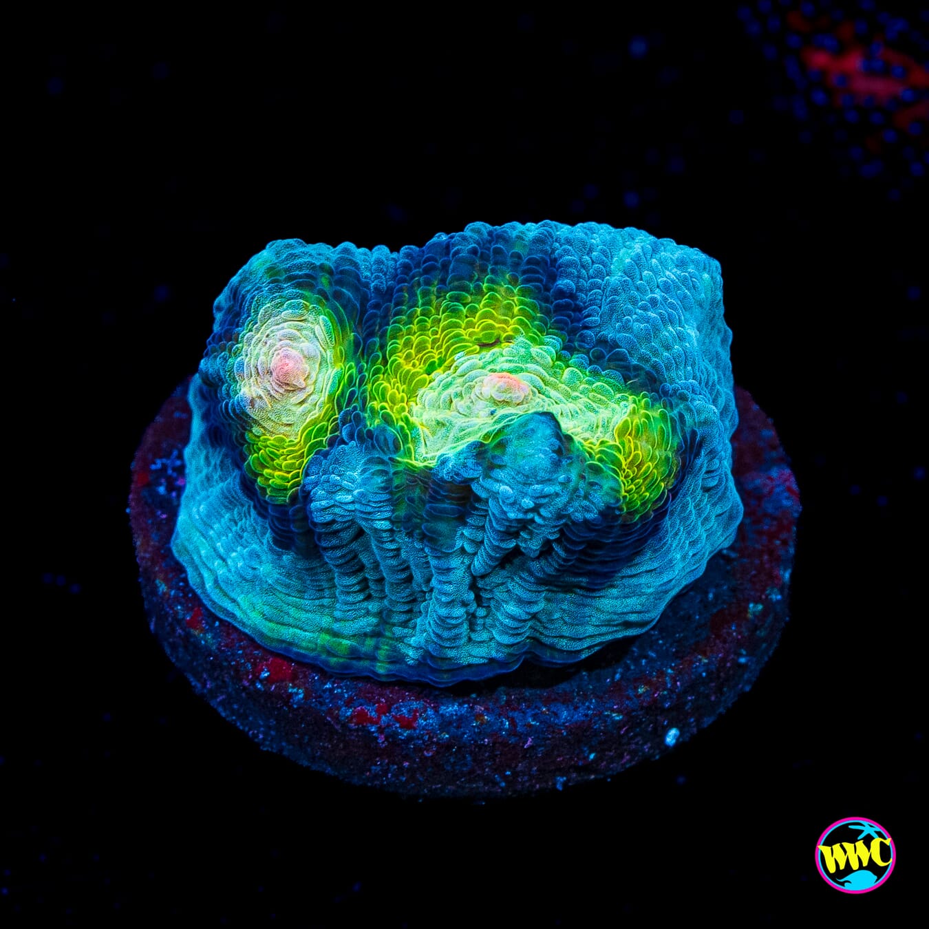 WWC Shattered Star Mycedium Chalice