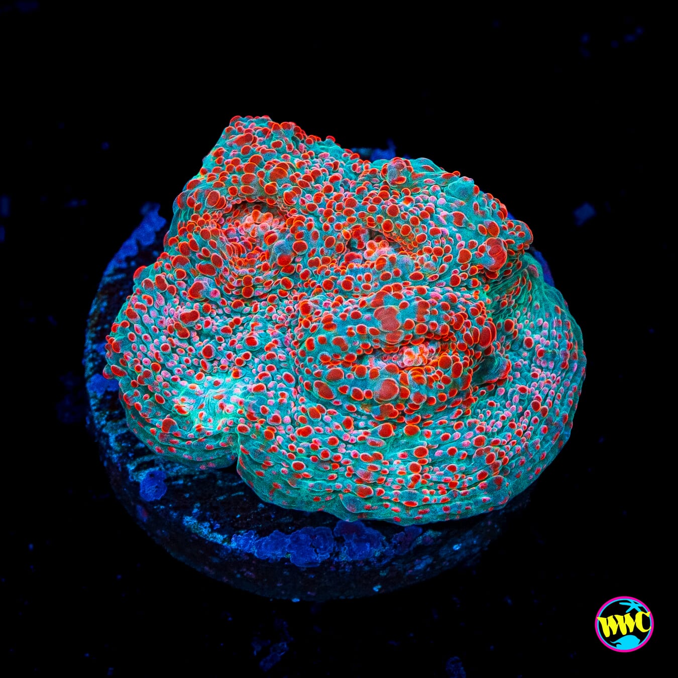 Cotton Candy Chalice