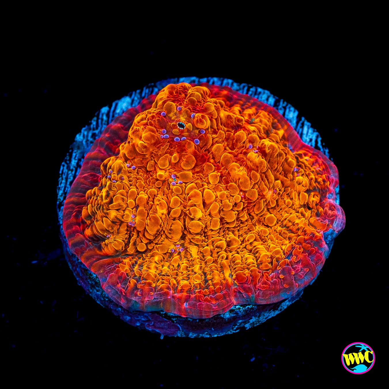 WWC Seared Stellaria Chalice