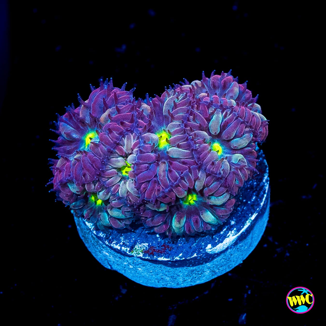 WWC Twilight Merletti Blastomussa