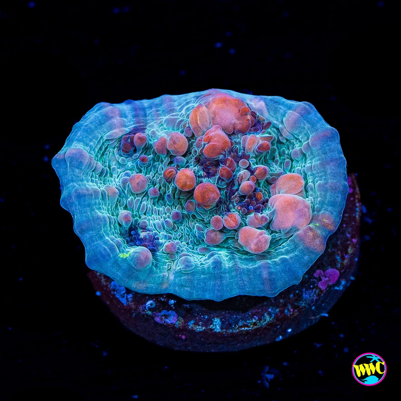 WWC Cosmic Candy Bounce Chalice