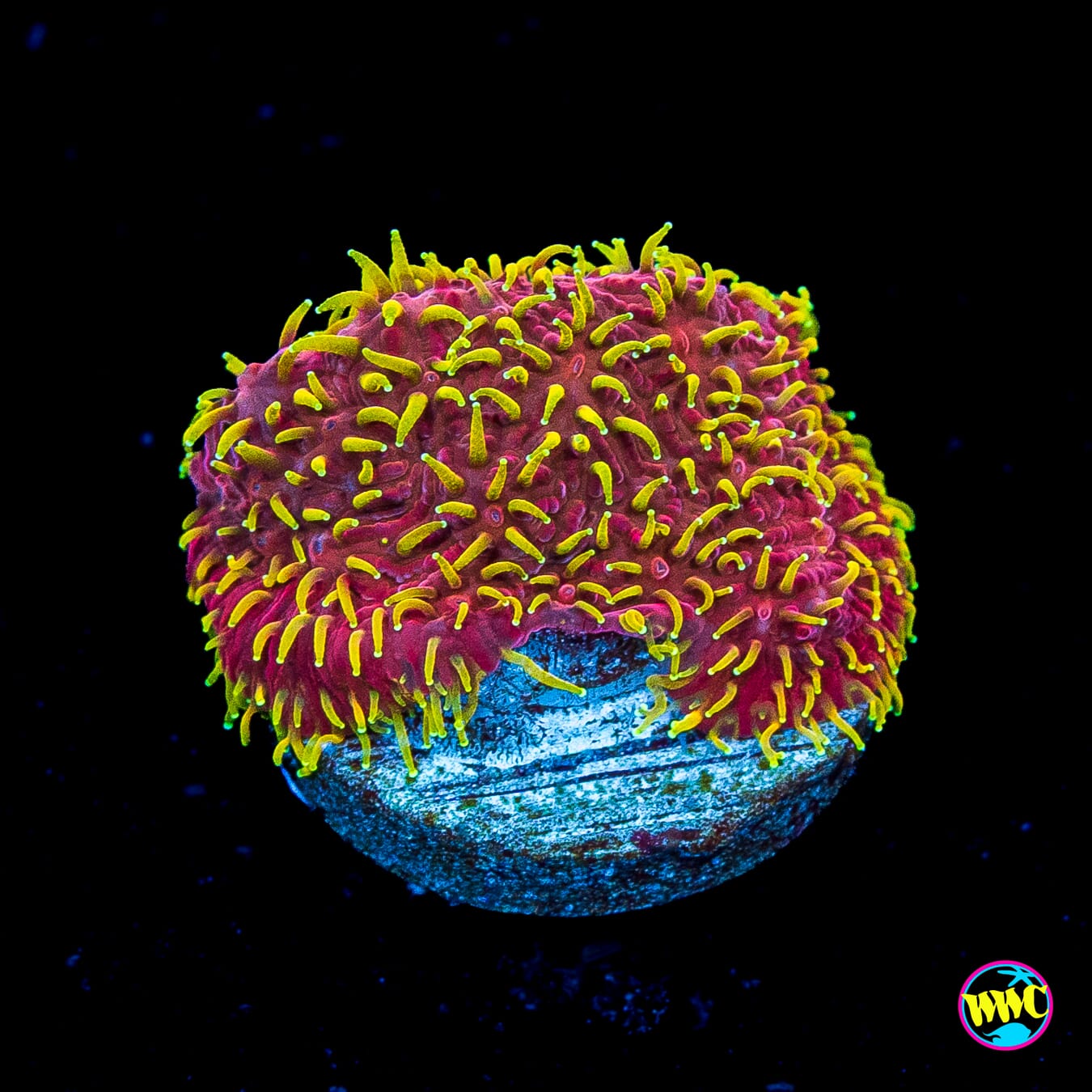 Jason Fox Freak Hair Lithophyllon