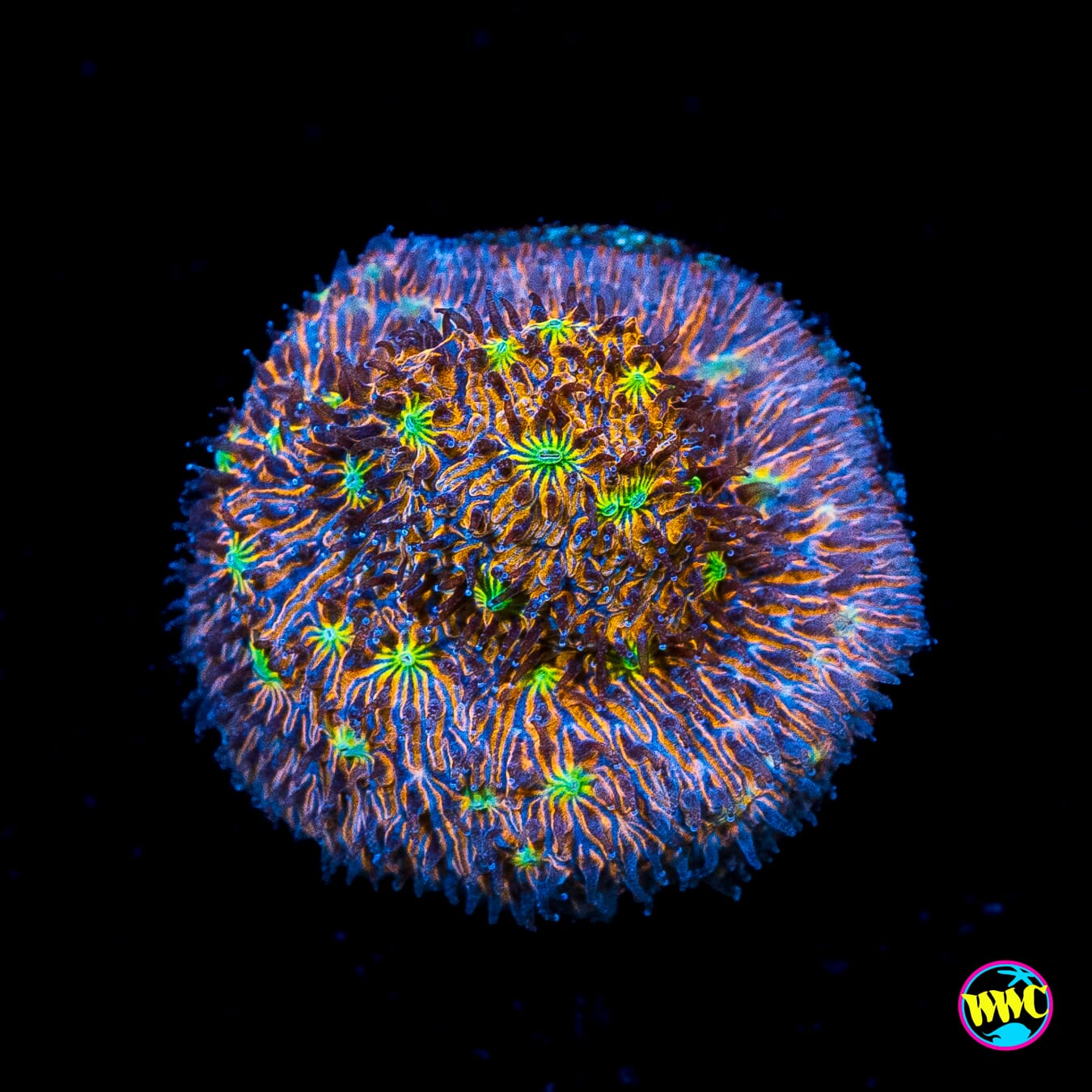 WWC Grafted C3PO Lithophyllon