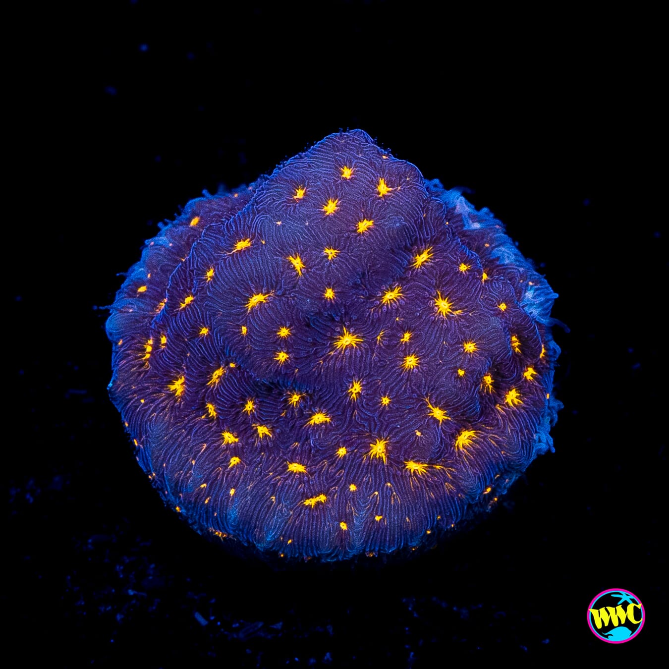 WWC Gold Nugget Leptoseris