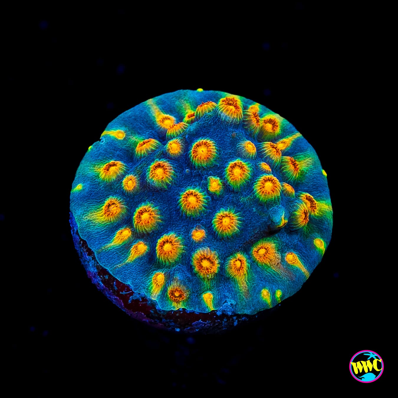 WWC Rainbow Madness Cyphastrea