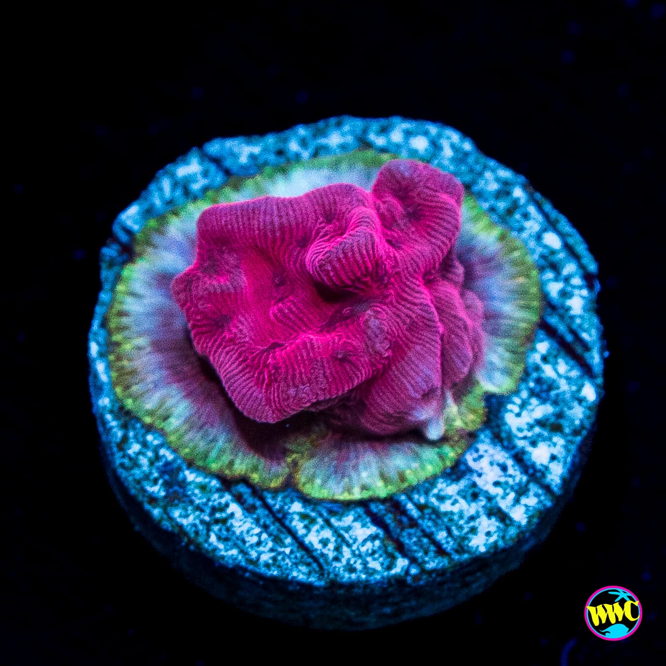 WWC Flamingo Leptoseris