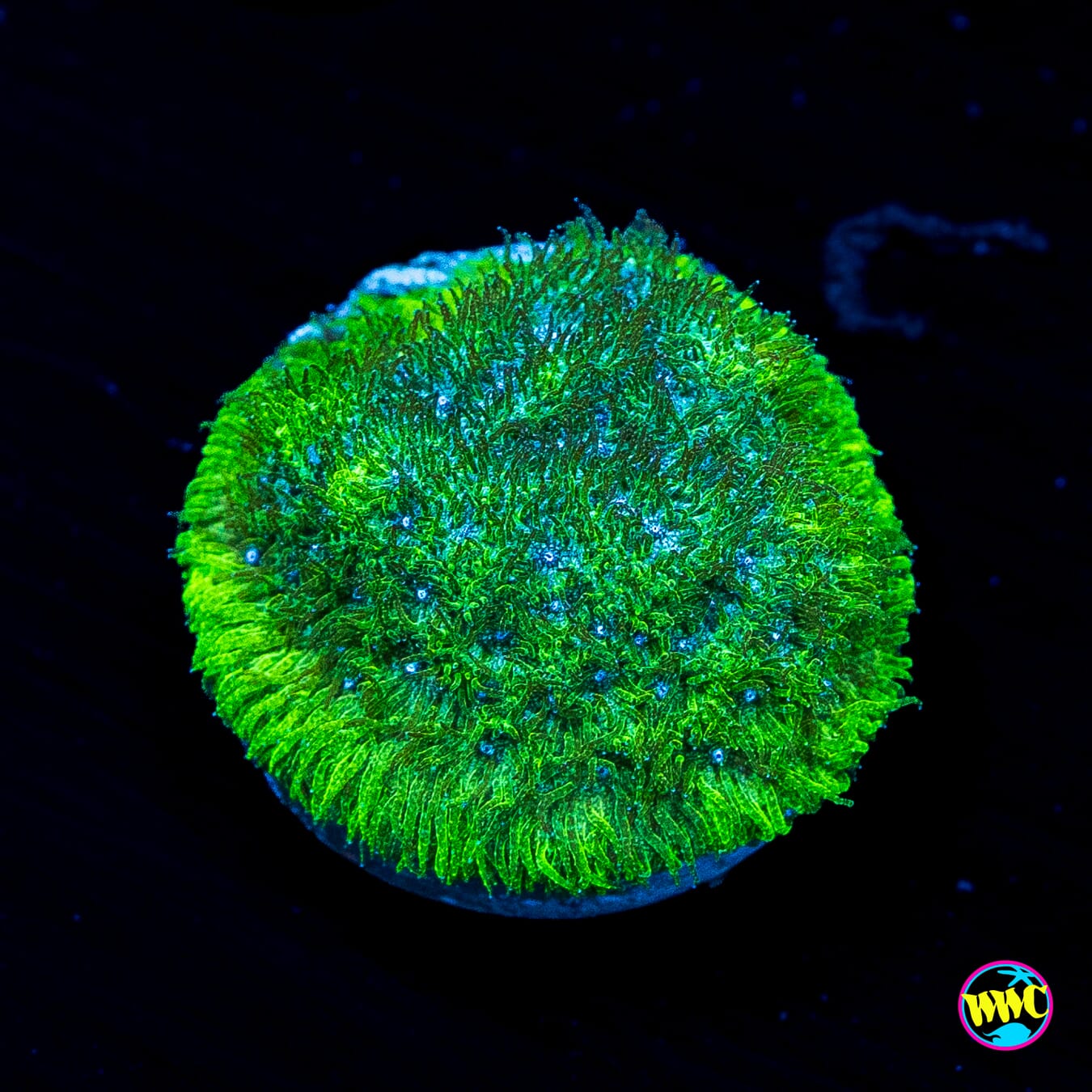 WWC Grasshopper Psammocora