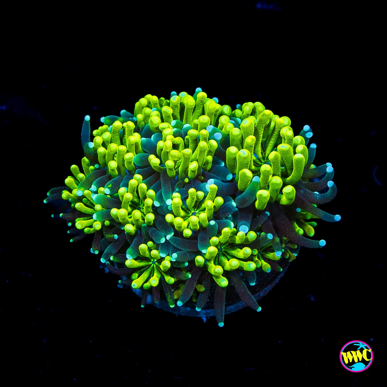 WWC Lemonade Galaxea