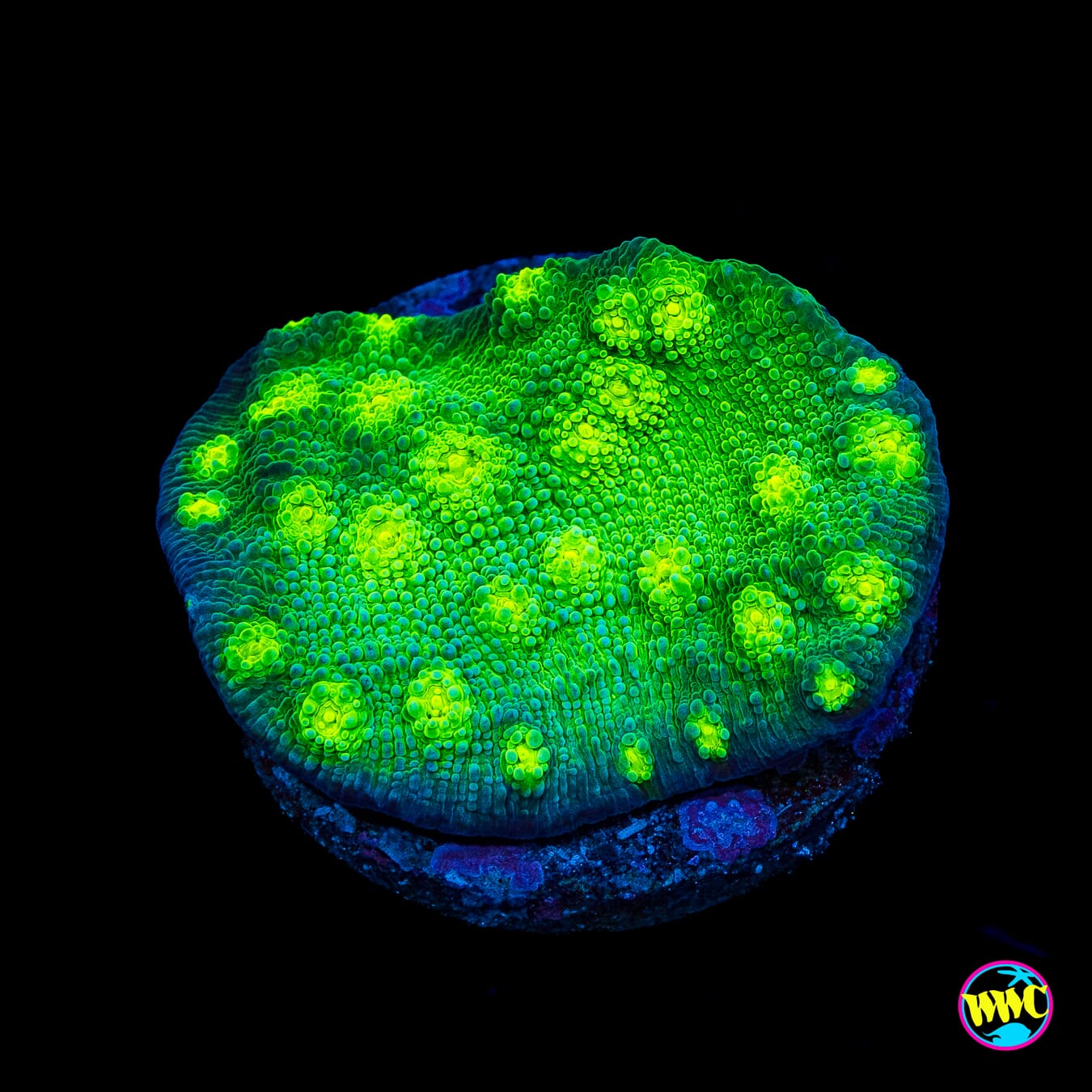 Tyree Fire Echino Chalice