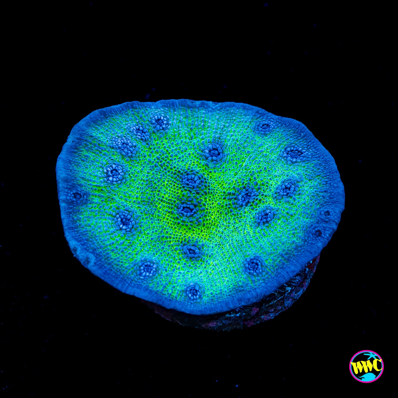 WWC Sour Grapes Chalice