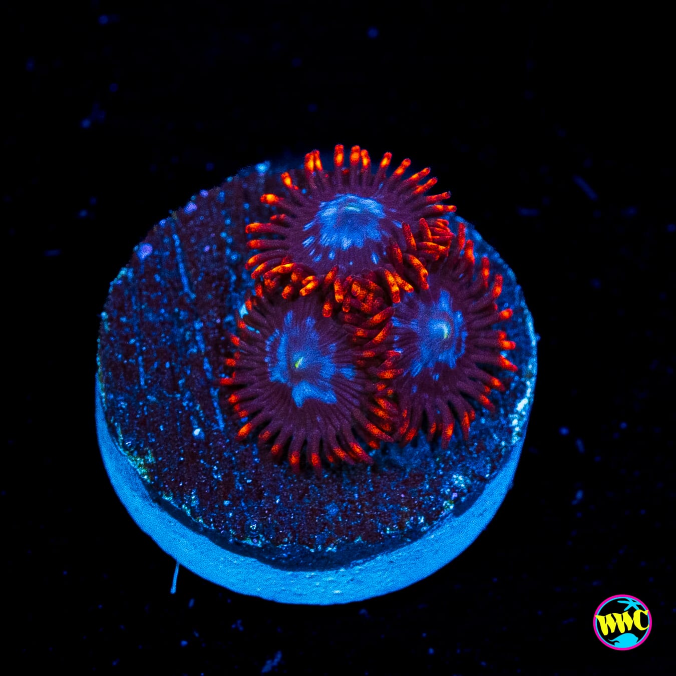 Fire and Ice Zoanthids