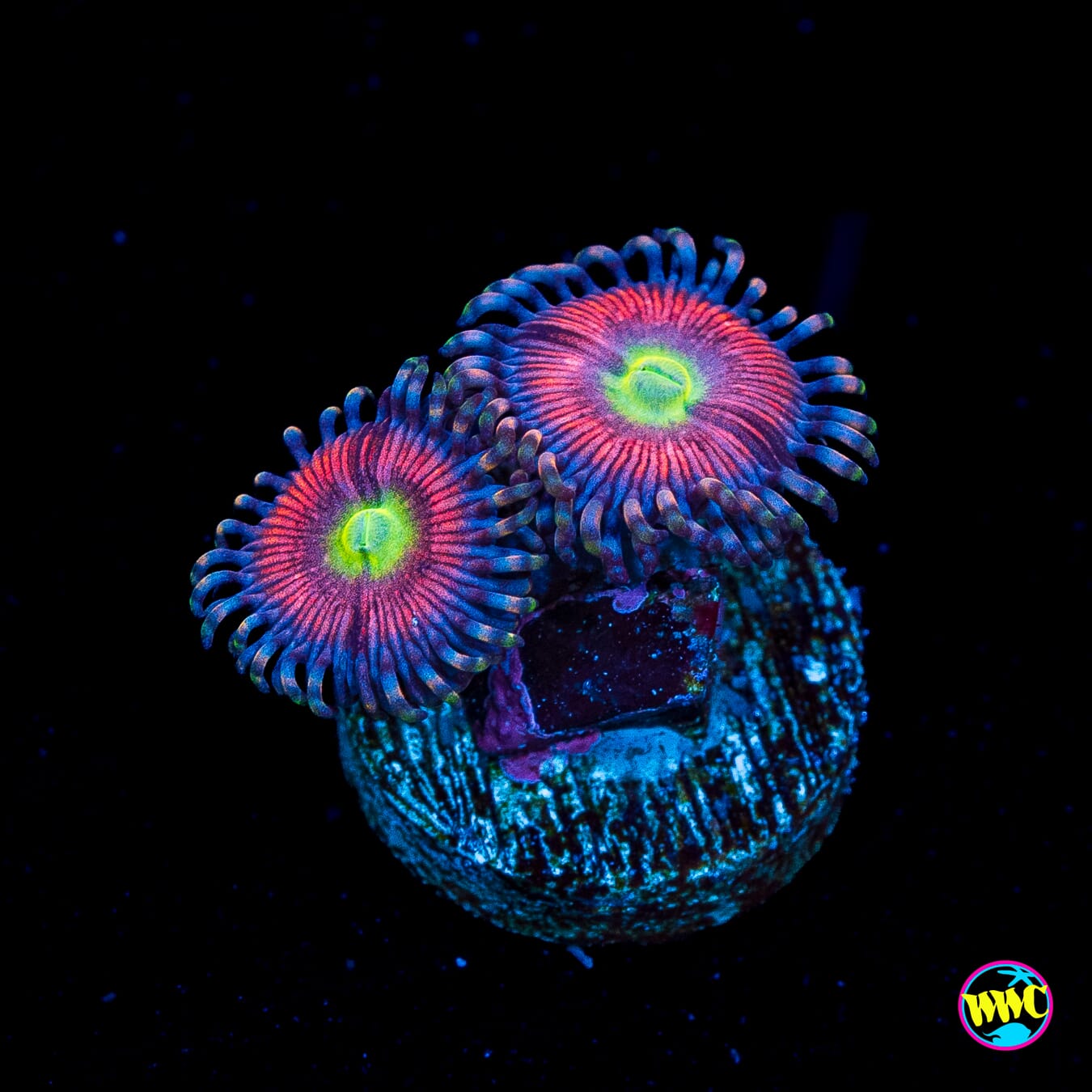 Peacock Pink Zoanthids