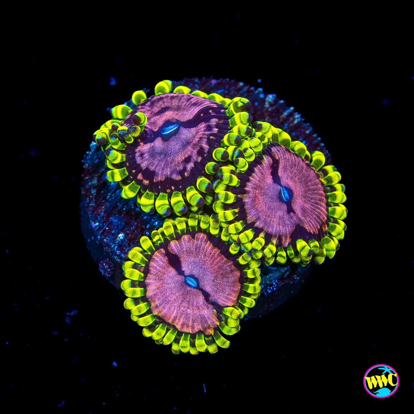 RR Pink Diamond Zoanthids