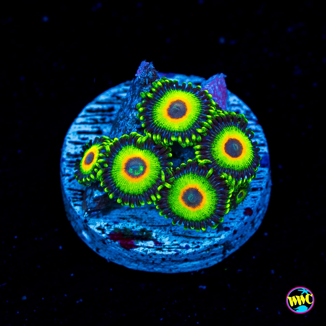 WWC Island Time Zoanthids